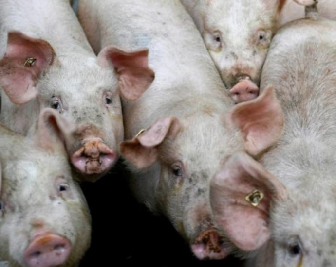 Resumption of live pig exports from Indonesian island could take up to a year: SFA