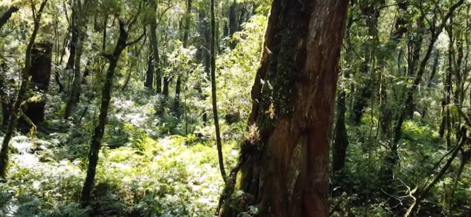 Taiwanâs centuries-old trees under threat by âmountain ratsâ who chop them down for illegal sale