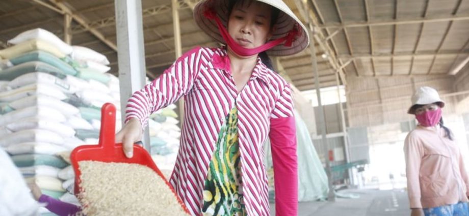 Vietnam to cut annual rice exports by 44% to 4 million tonnes by 2030