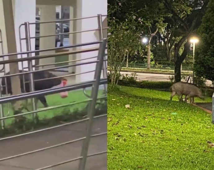 Wild boars in Bukit Panjang: NParks installing fences, MP calls for more traps after woman attacked