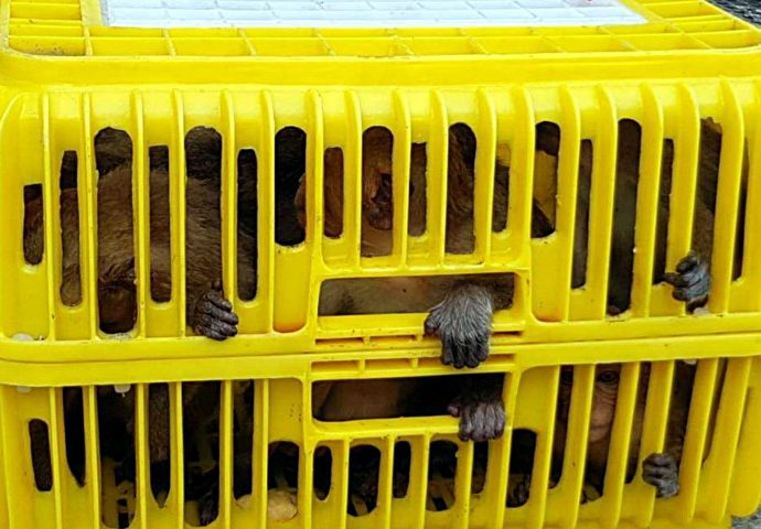 Wildlife trafficking gang arrested, macaques rescued