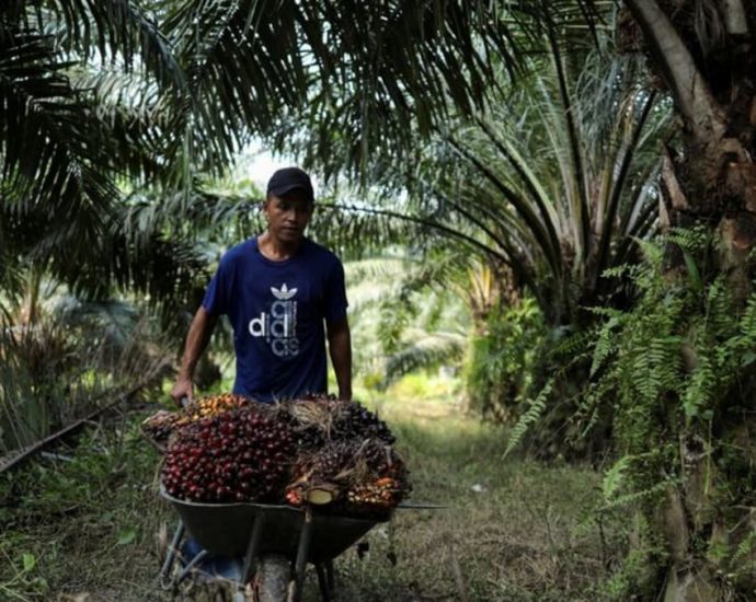 Big palm oil players say EU deforestation law will not hurt exports