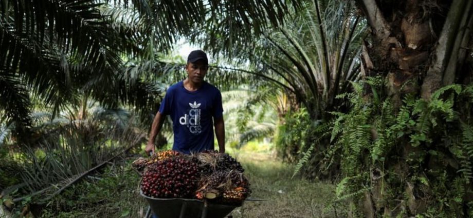 Big palm oil players say EU deforestation law will not hurt exports