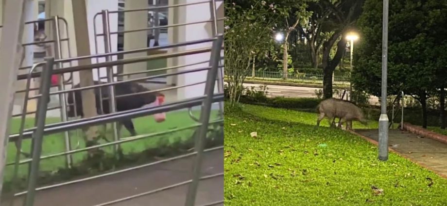 Bukit Panjang wild boar attacks: More traps to be placed, fences extended after 2 injured