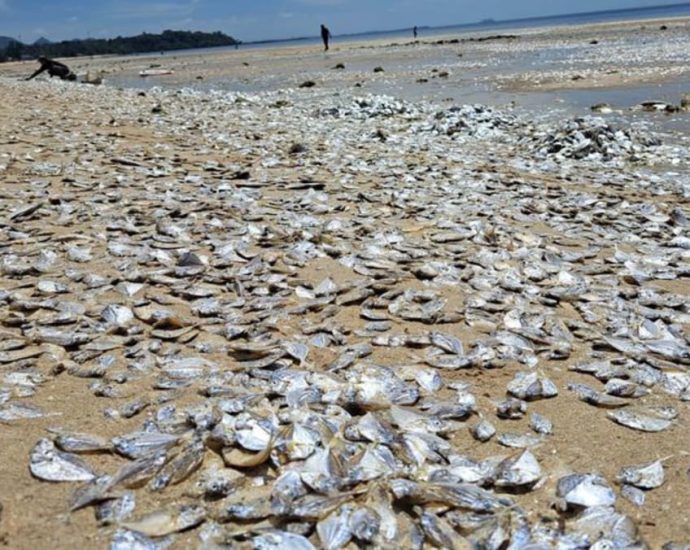 Climate change may have stimulated plankton bloom behind Thai mass fish die-off: Expert