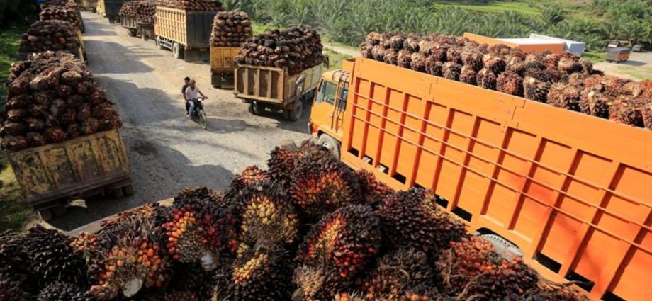 Indonesian prosecutors name 3 palm oil groups suspects in corruption case