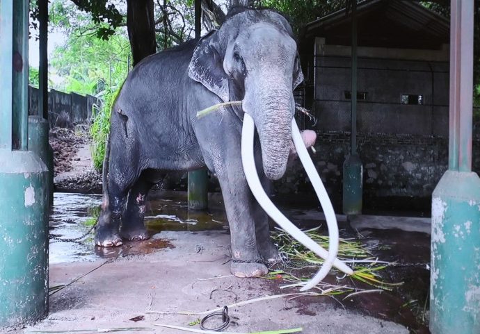 Kingdom set to repatriate sick elephant