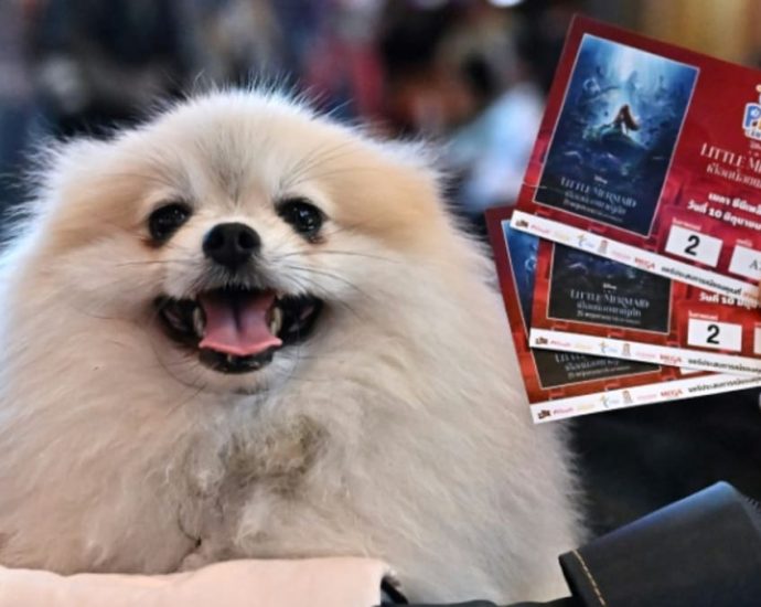 Paws and popcorn: Thai cinema goes pet-friendly