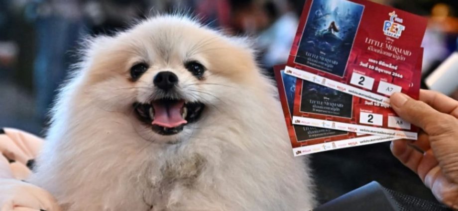 Paws and popcorn: Thai cinema goes pet-friendly