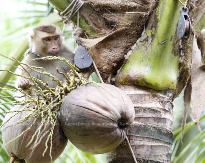 Peta monkey claims still hurt sellers