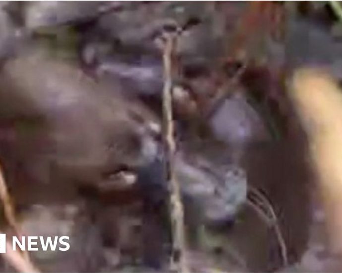 Rare footage of âferociousâ platypus fight in wild