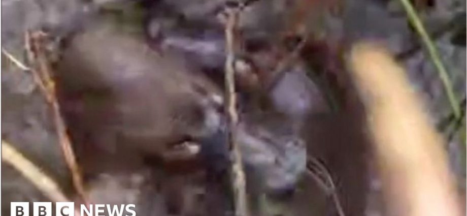 Rare footage of âferociousâ platypus fight in wild