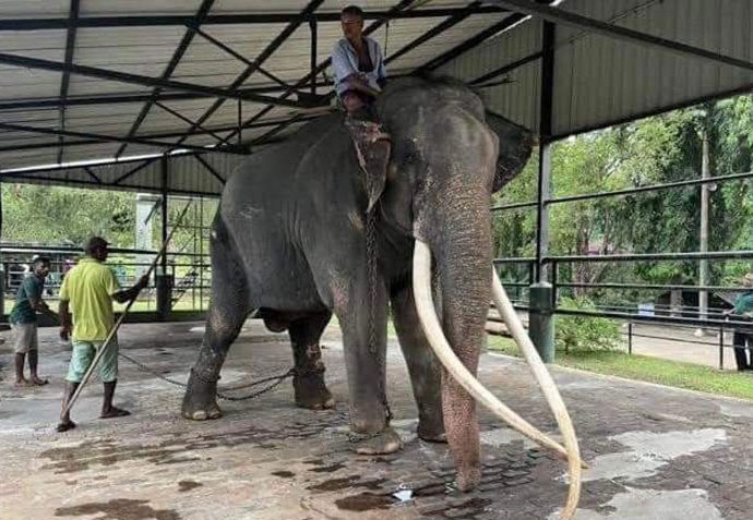 Sick elephant in Sri Lanka heading home