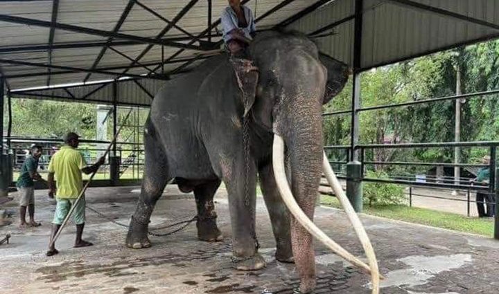 Sick elephant in Sri Lanka heading home