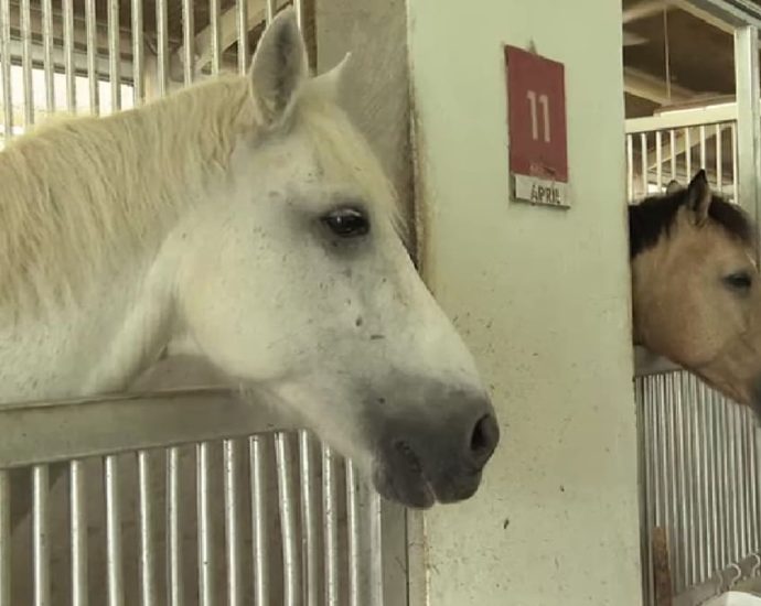 Singapore Turf Club closure: âItâs not the endâ, says one riding school that moved there three months ago