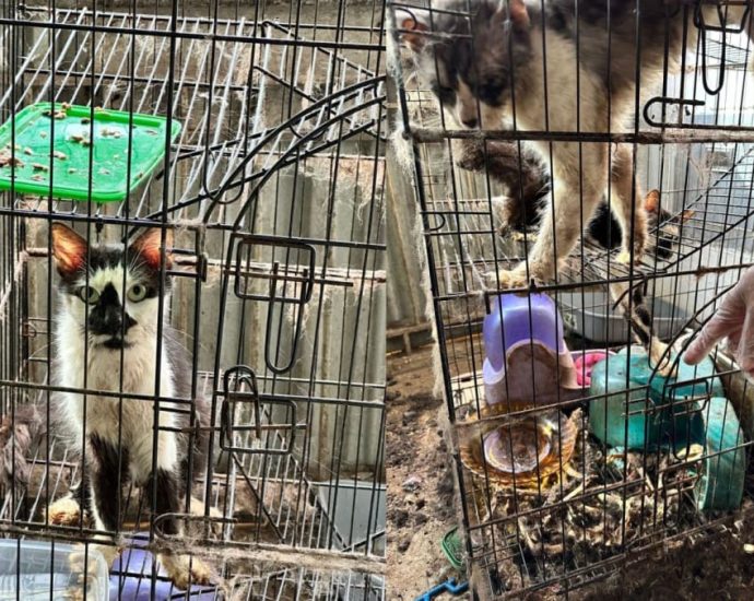 Skeletal remains of 3 cats found in rental flat, 2 others rescued from cage