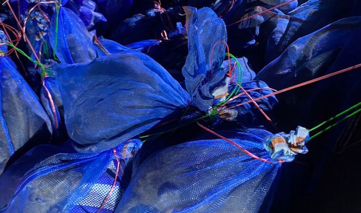 Smugglers caught with 48 macaques