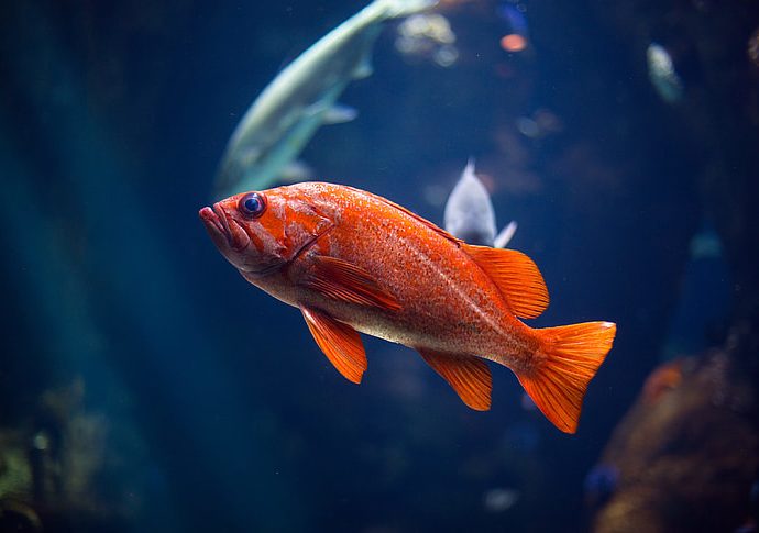Swimming with ‘monsters’: Behind the search for the worldâs largest freshwater fish