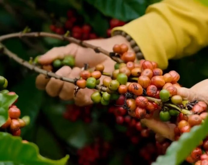 Vietnamâs coffee sector braces for compliance challenges under new EU deforestation laws