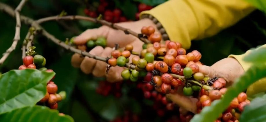 Vietnamâs coffee sector braces for compliance challenges under new EU deforestation laws