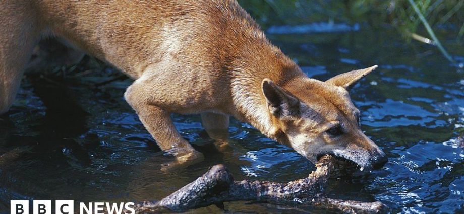 Watch dingo bite tourist sunbathing in Australia