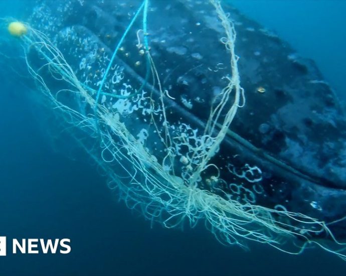 Watch moment trapped whale is cut free from net