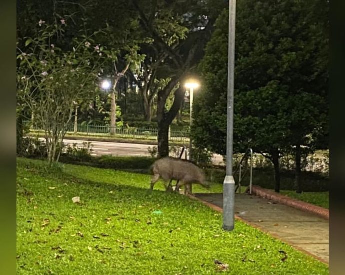 Wild boars in Bukit Panjang: Man attacked in latest incident, 8 trapped since May