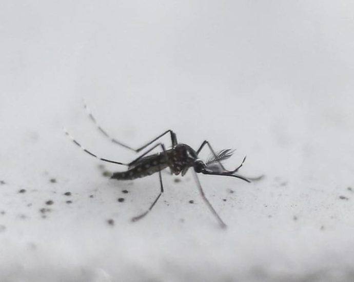 22 Zika cases in Singapore in the first half of 2023: Grace Fu