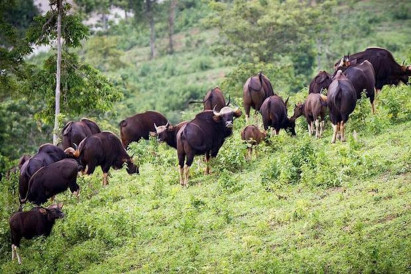 Gaur carcass found in Wang Nam Khieo