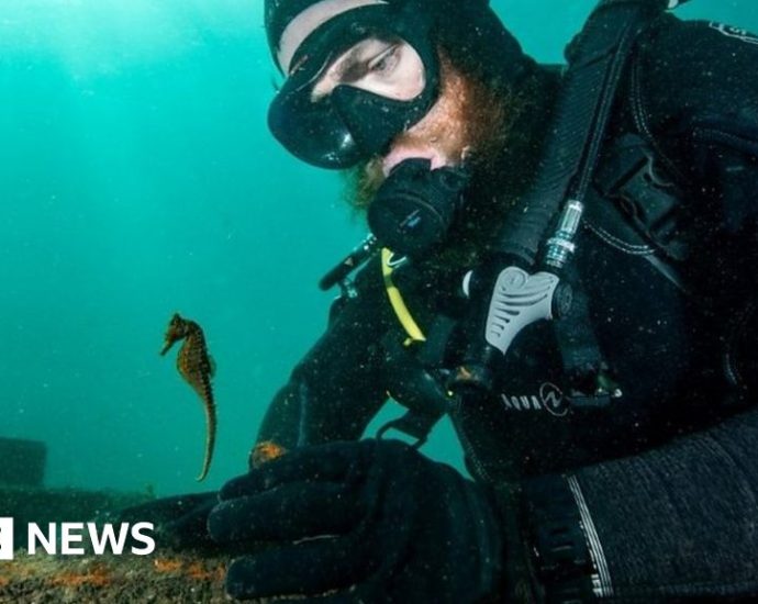 Hundreds of baby seahorses released in Sydney Harbour