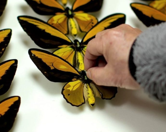 Illegal trade in butterflies is rife; collectors deny being the main problem. They may have a point