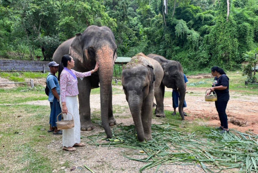 Mae Sa Elephant Camp on the brink of closure