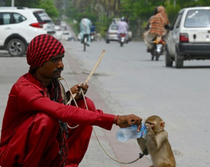 Monkey business in Pakistan court during smuggling case