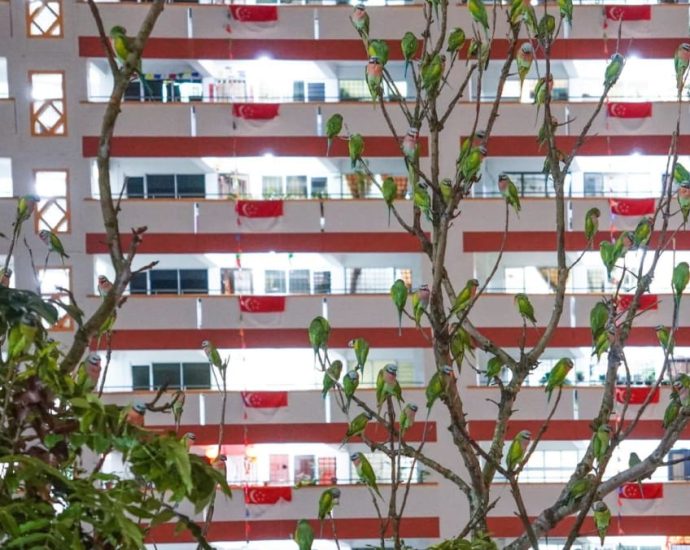 Not leaves but birds: Parakeets occupy trees in Choa Chu Kang as population grows