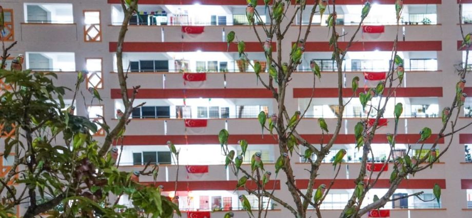 Not leaves but birds: Parakeets occupy trees in Choa Chu Kang as population grows