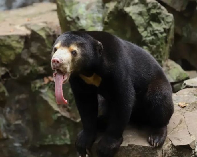 Our bears are real, a Chinese zoo says, denying they are ‘humans in disguise’