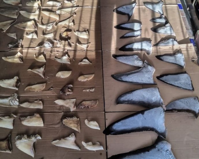 Panama seizes six tonnes of illegally traded shark fins