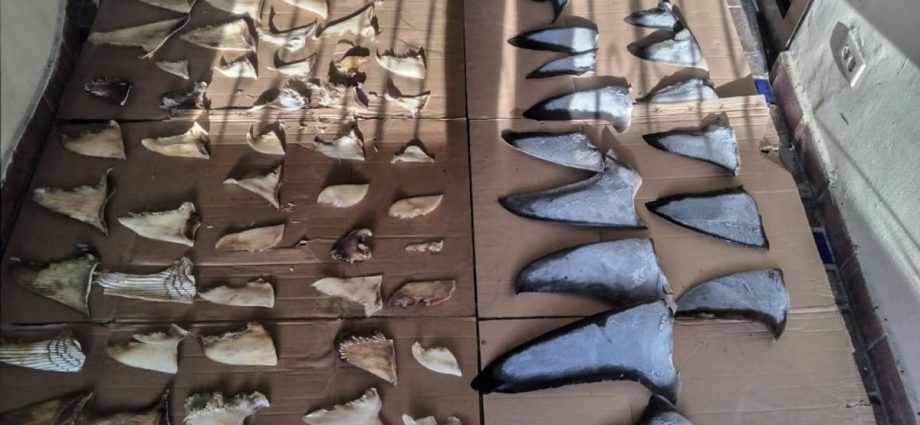 Panama seizes six tonnes of illegally traded shark fins