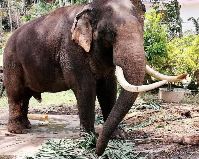 Parks chief: No policy to reclaim Thai âambassador elephantsâ