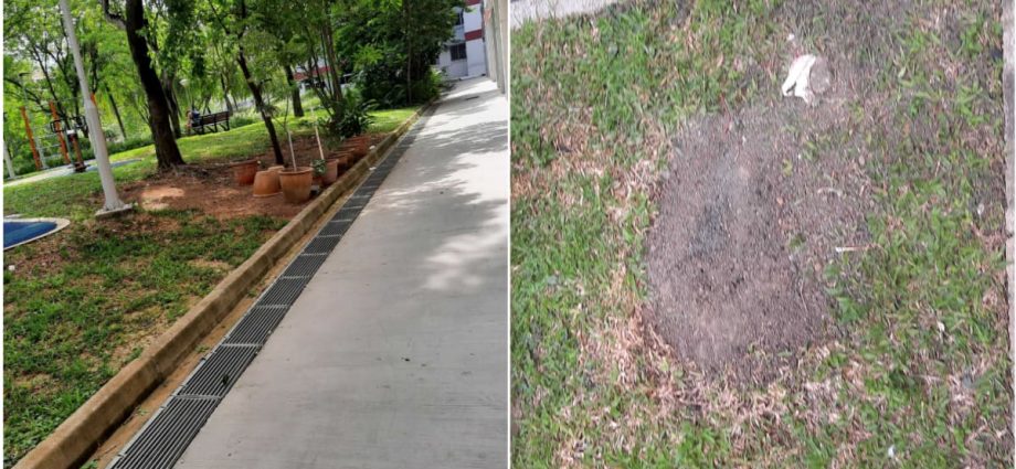 Rat holes in Pasir Ris covered up after residents complain of 'scary' rodent situation