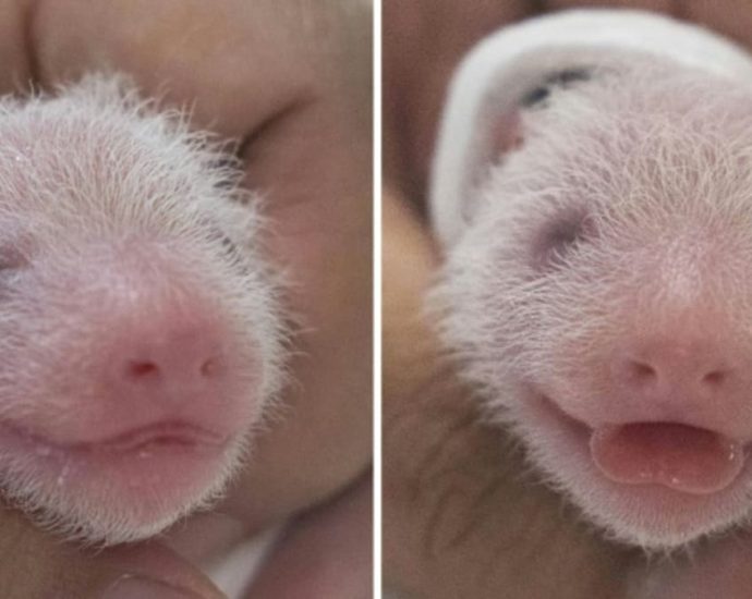 South Korea welcomes birth of first giant panda twins