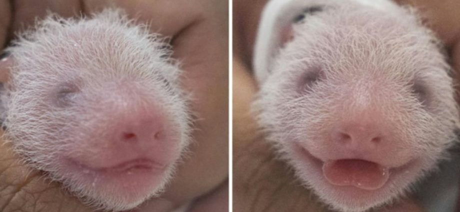 South Korea welcomes birth of first giant panda twins