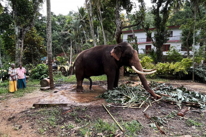 Thai elephant in ‘normal conditions’ in Sri Lanka