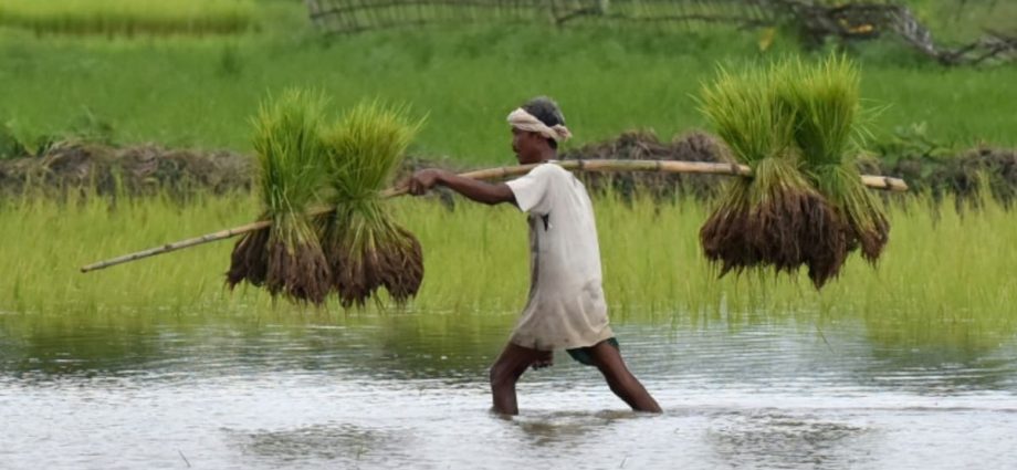 Top rice supplier India bans some exports