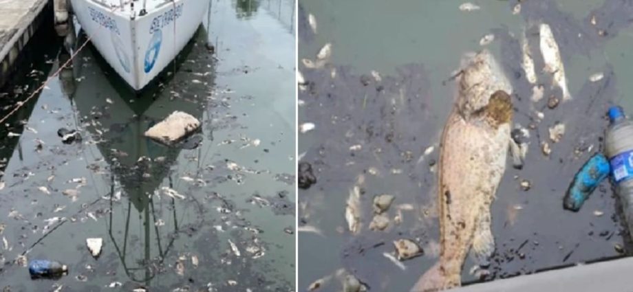 Tuas fire aftermath: Businesses affected by seawater quality; chemical smell still lingers in area