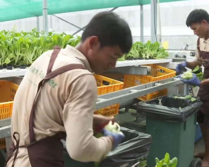 Unsold greens a persistent issue for Singapore’s vegetable farms; businesses urge support for local produce