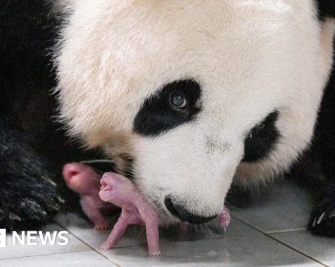 Watch: First ever panda twins born in South Korea