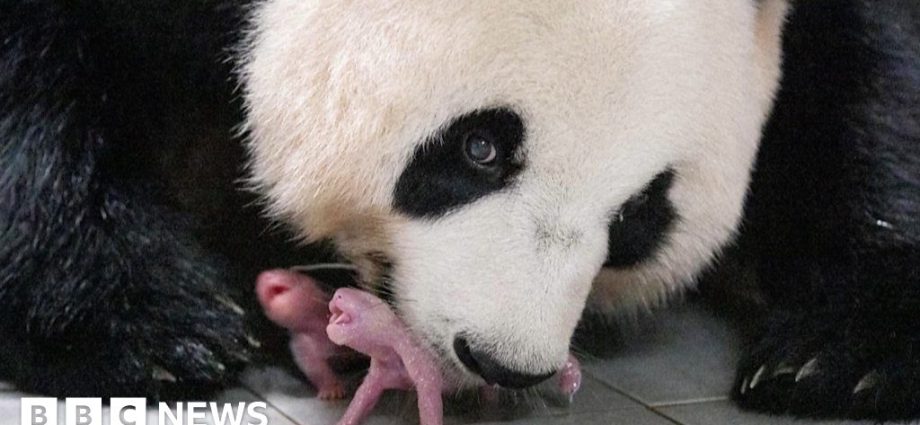 Watch: First ever panda twins born in South Korea