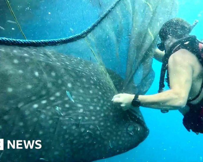 Watch the moment divers free trapped whale sharks