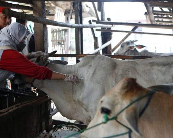 Australian cattle likely infected with skin disease at home, says Indonesia